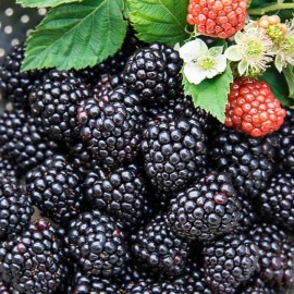 Aroma difuzér Blackberry