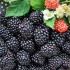 Aroma difuzér Blackberry
