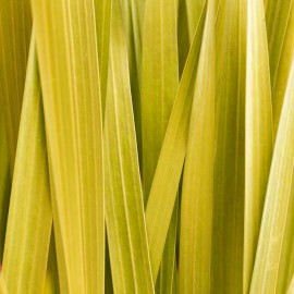 Aroma difuzér Citronová tráva