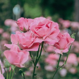 Aroma difuzér Rose Valley
