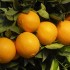 Masážní olej Pomeranč a zázvor - 100% přírodní