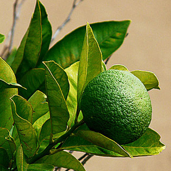 Bergamot