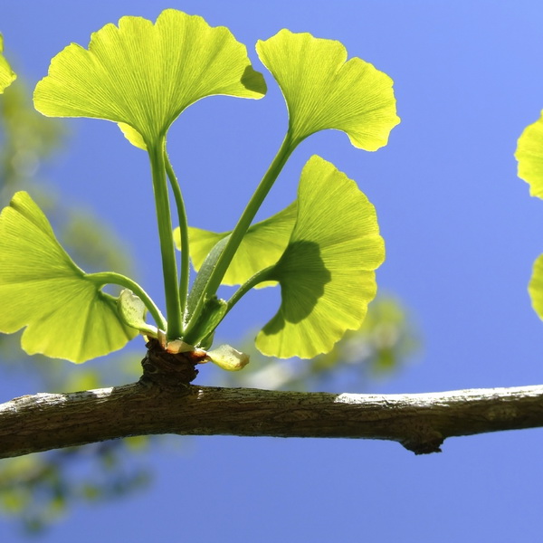 Ginko dvojlaločné - ginkgo biloba