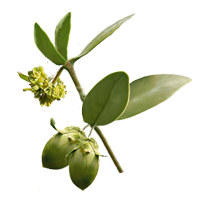 jojoba