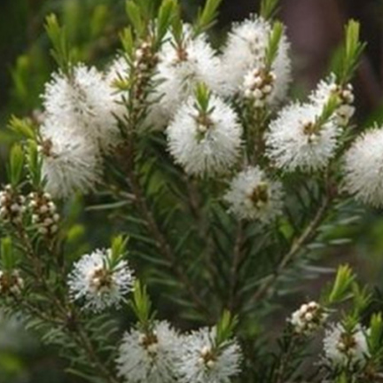 Kajeput