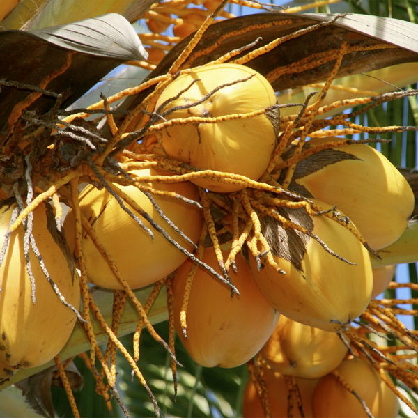 kokosove ořechy