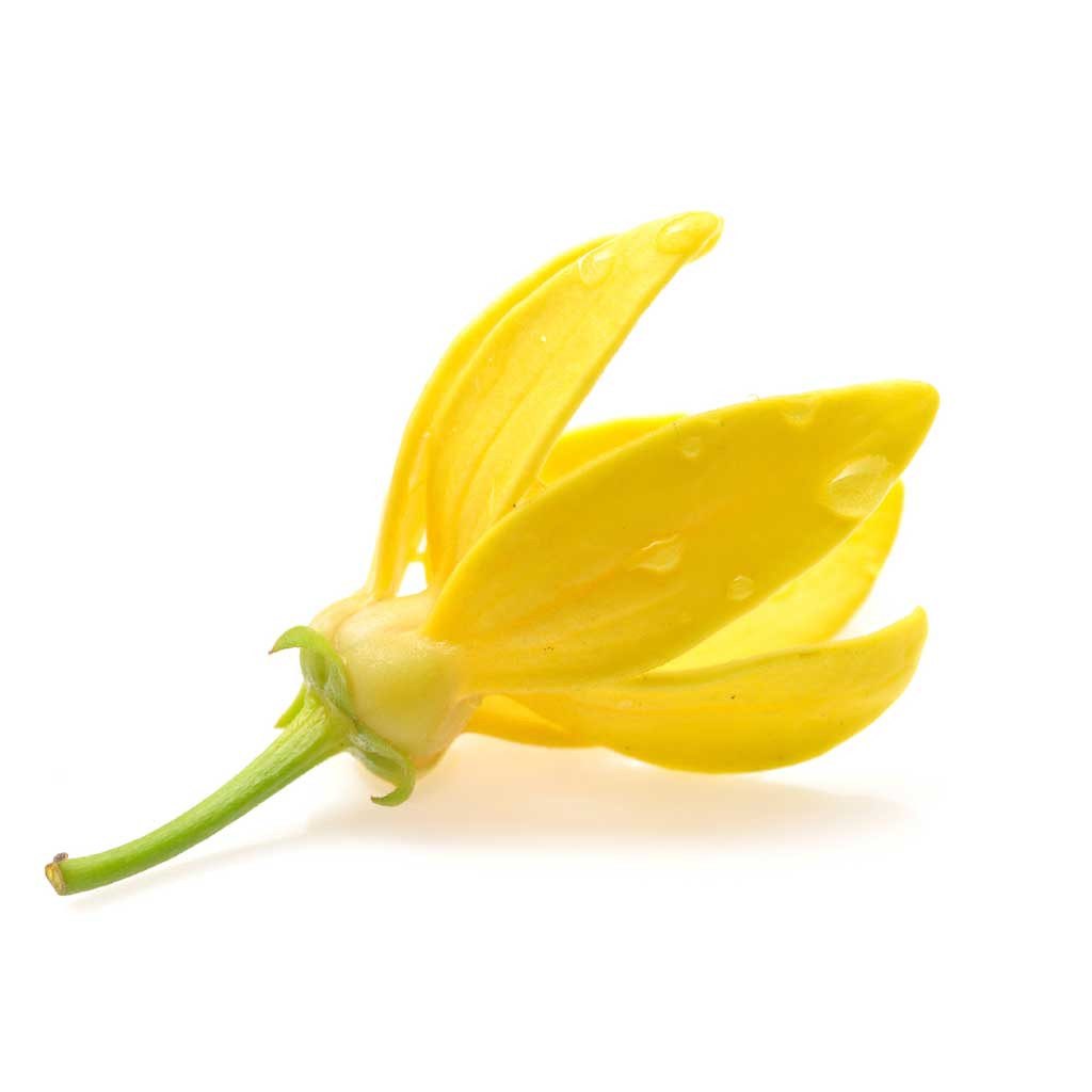 Ylang Ylang