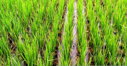 Rýžoví pole